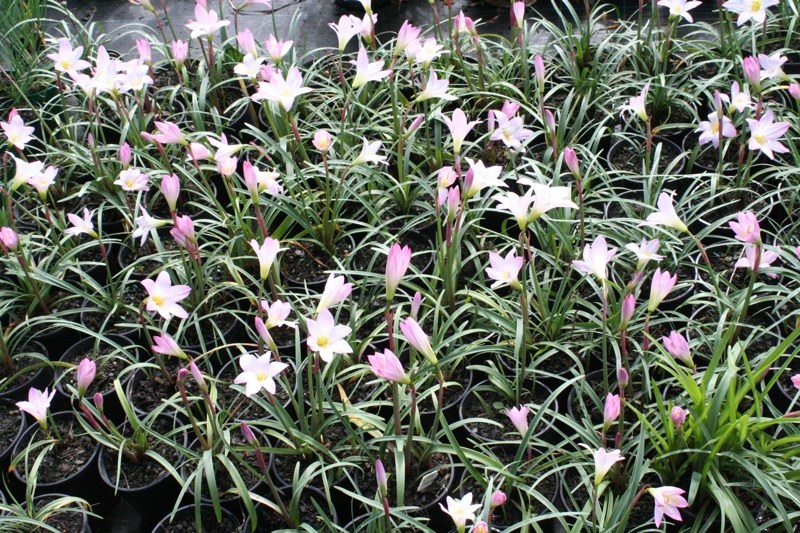 زفیرانتس گرندیفلورا